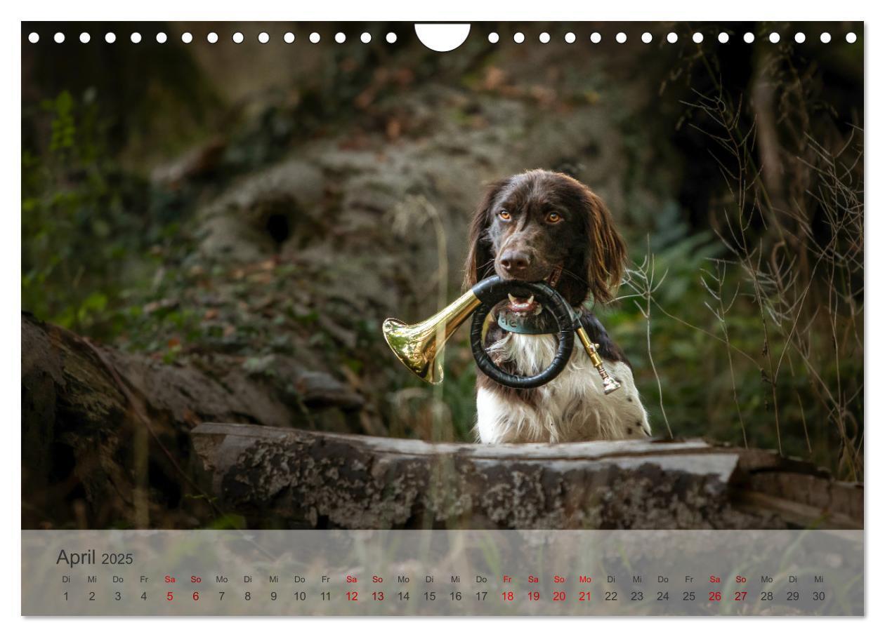 Bild: 9783457145685 | Der kleine Münsterländer (Wandkalender 2025 DIN A4 quer), CALVENDO...