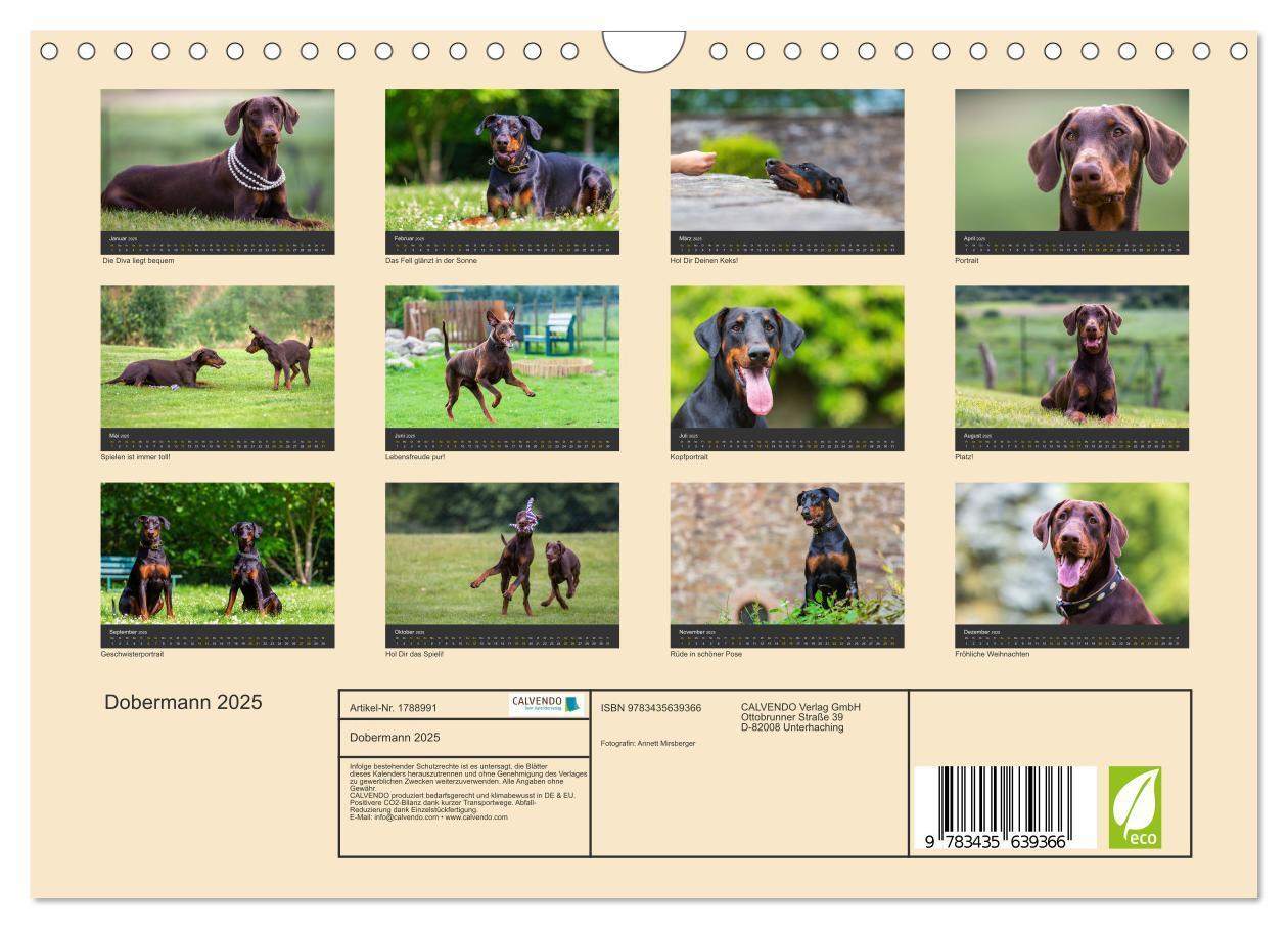 Bild: 9783435639366 | Dobermann 2025 (Wandkalender 2025 DIN A4 quer), CALVENDO...