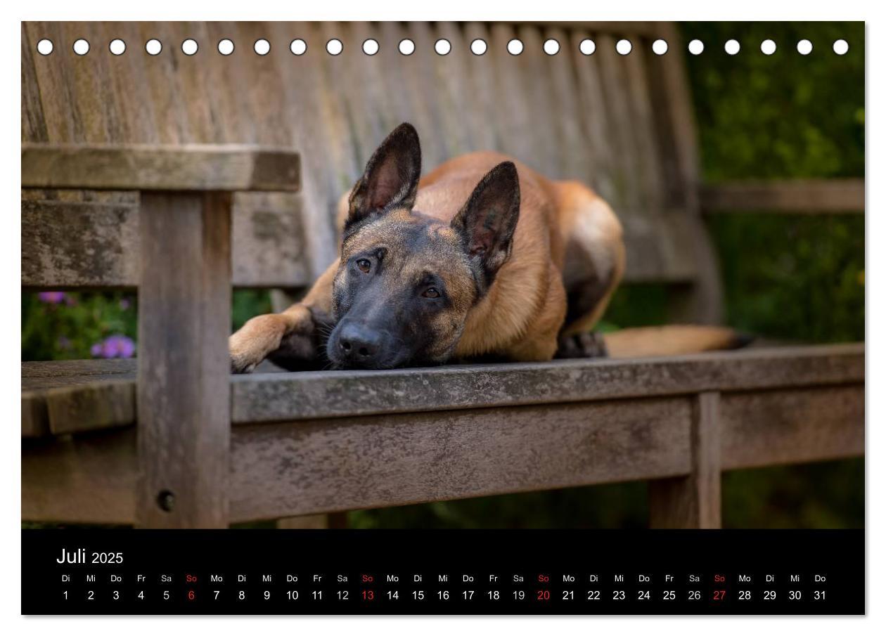 Bild: 9783435642267 | Belgischer Schäferhund - Der Malinois (Tischkalender 2025 DIN A5...