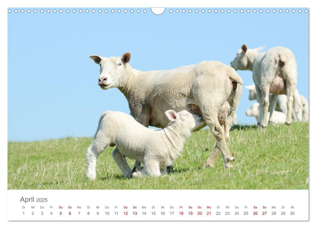 Bild: 9783435052370 | Lämmer auf dem Deich (Wandkalender 2025 DIN A3 quer), CALVENDO...