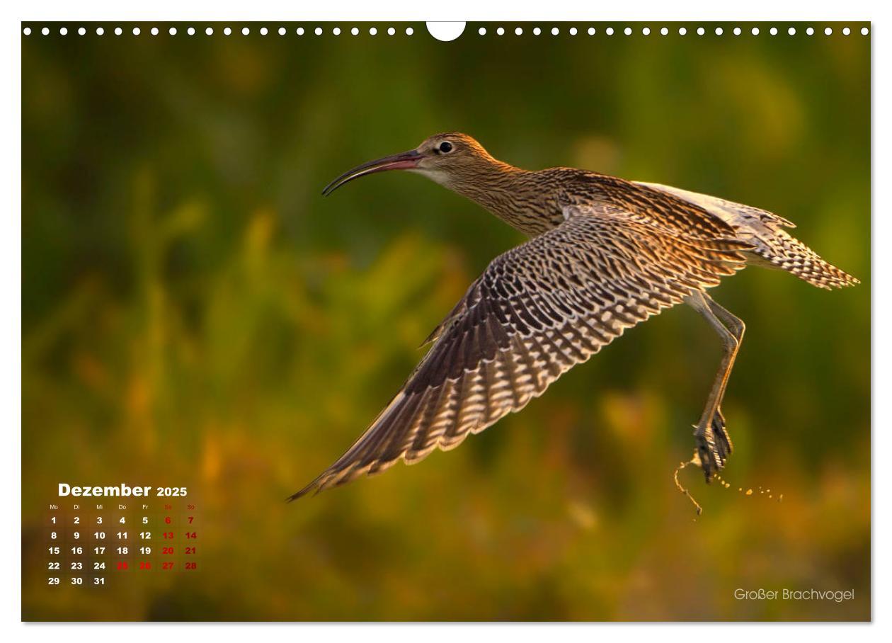 Bild: 9783435379859 | Wattvögel an der Friesischen IJsselmeerküste (Wandkalender 2025 DIN...