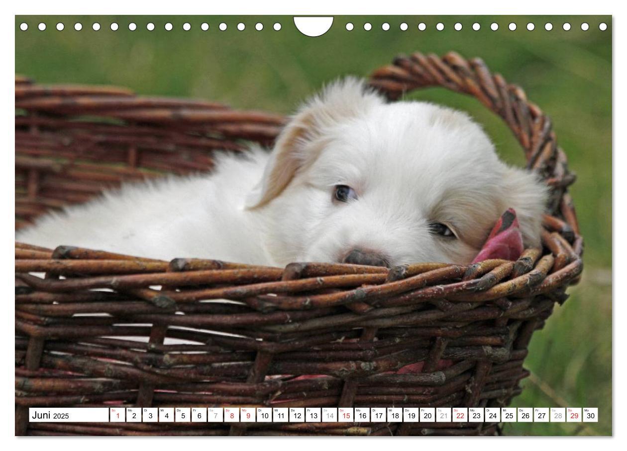 Bild: 9783435834037 | Border Collie Welpen (Wandkalender 2025 DIN A4 quer), CALVENDO...