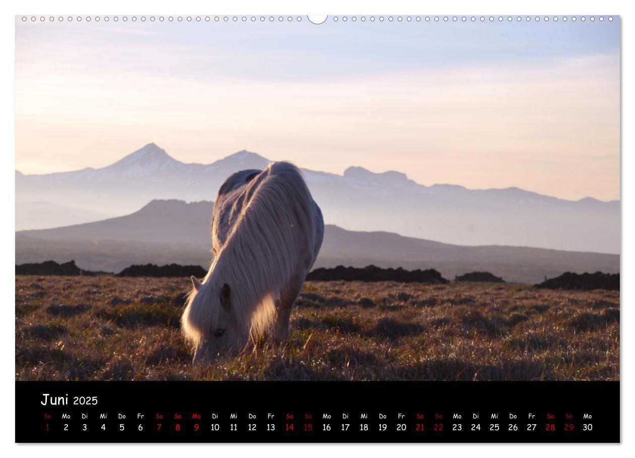 Bild: 9783435071364 | Das Islandpferd (Wandkalender 2025 DIN A2 quer), CALVENDO...