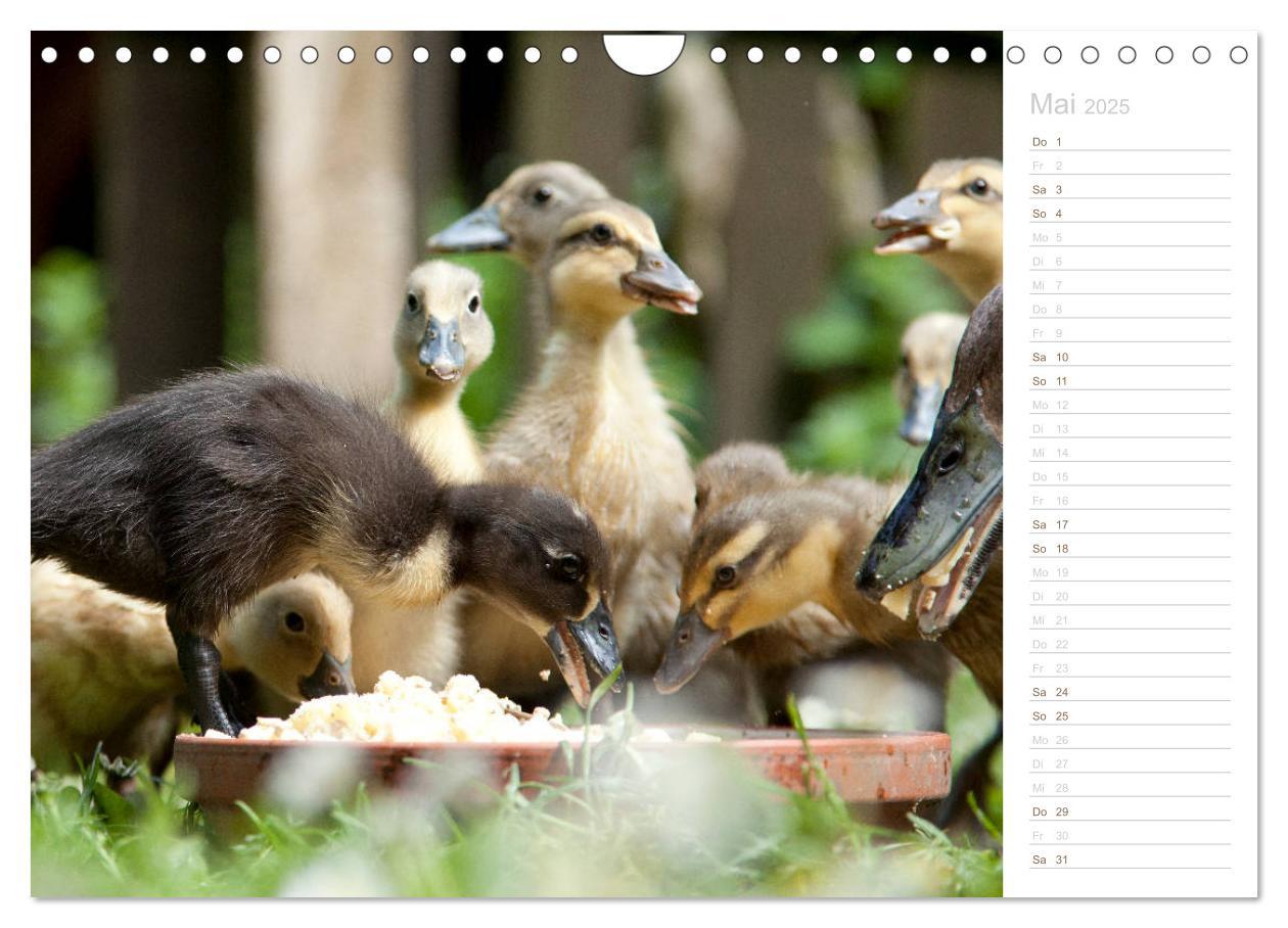 Bild: 9783435300983 | Laufenten - tierisch liebenswerte Zeitgenossen (Wandkalender 2025...