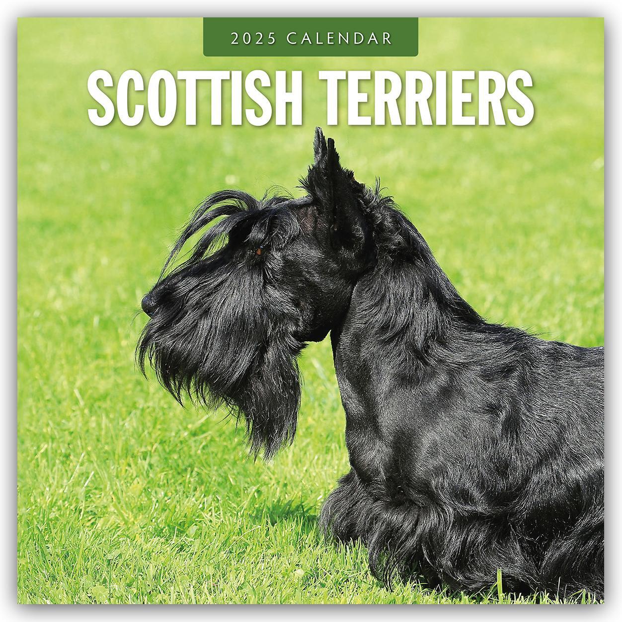 Cover: 9781804425077 | Scottish Terrier - Scotchterrier 2025 - 16-Monatskalender | Robin Red