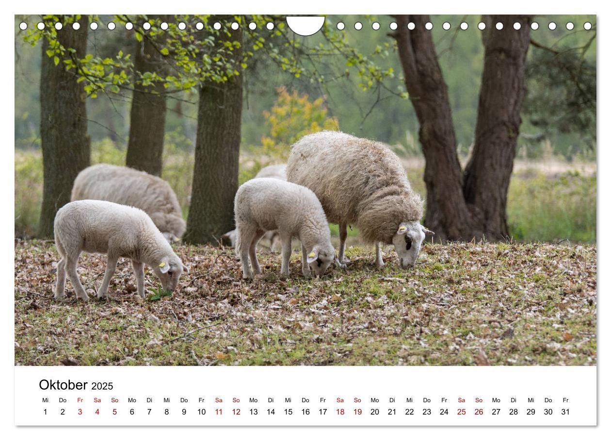 Bild: 9783435354375 | Alte Nutztierrassen 2025 (Wandkalender 2025 DIN A4 quer), CALVENDO...