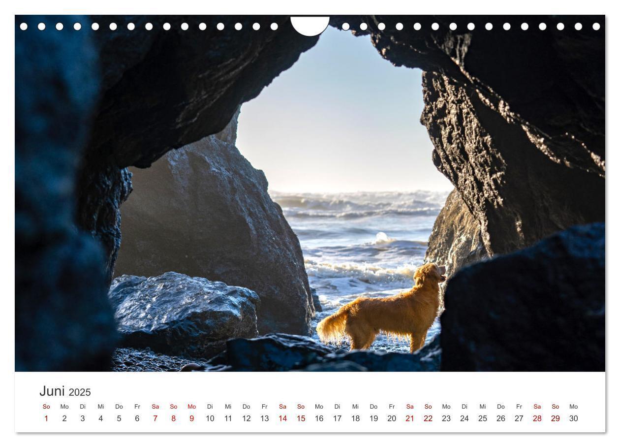 Bild: 9783383942235 | Golden Retriever - Die treuen Begleiter. (Wandkalender 2025 DIN A4...