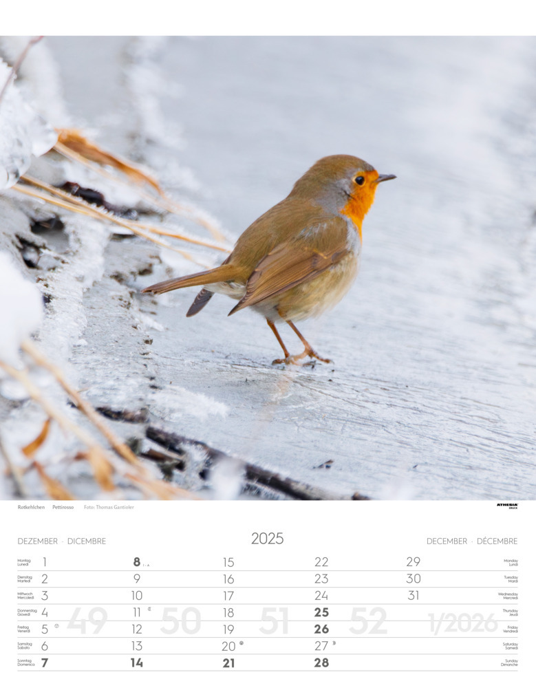 Bild: 9788868397449 | Tiere der Alpen - Kalender 2025 | Animali delle Alpi - Alpine animals