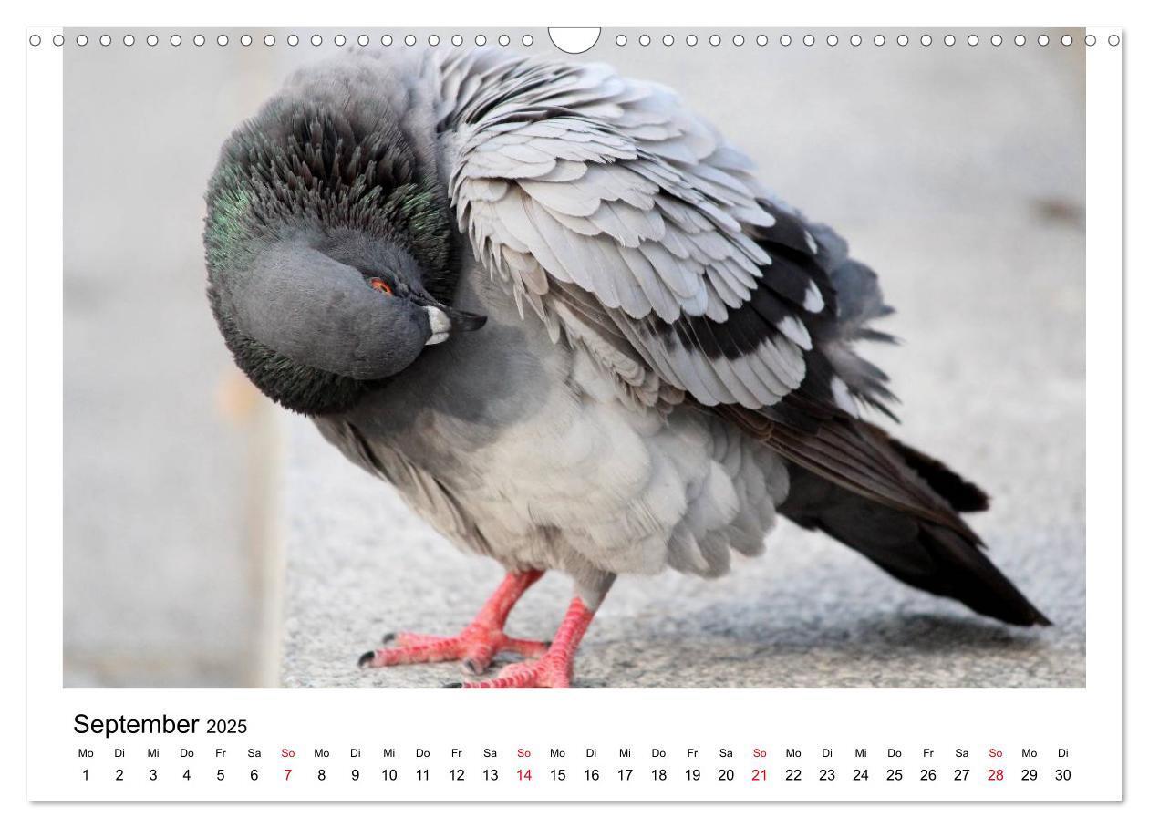 Bild: 9783435756278 | Geliebte Tauben (Wandkalender 2025 DIN A3 quer), CALVENDO...