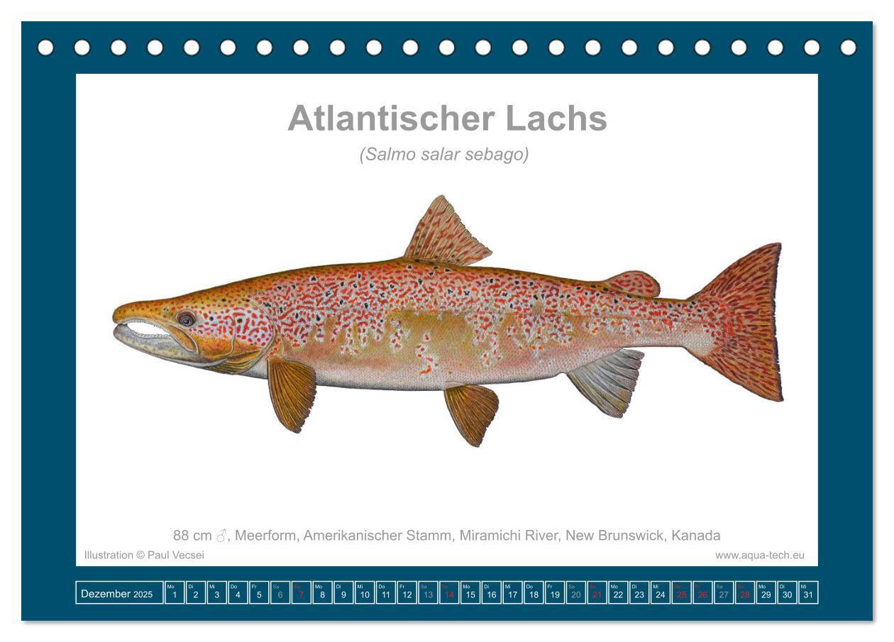 Bild: 9783383772559 | Fisch als Kunst 2025: Atlantische Lachse (Tischkalender 2025 DIN A5...