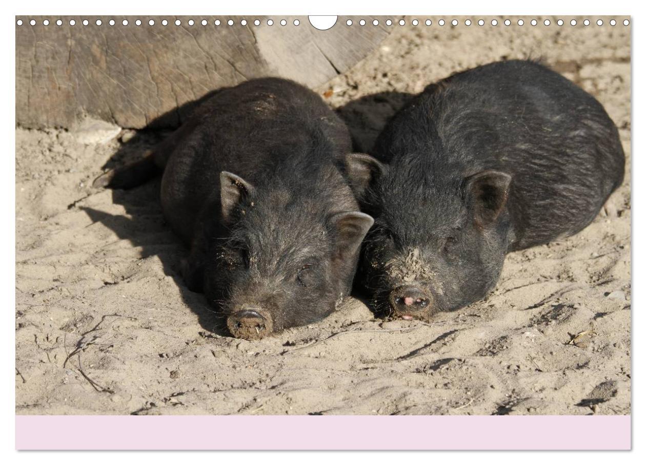 Bild: 9783435778638 | Schwein gehabt! (Wandkalender 2025 DIN A3 quer), CALVENDO...