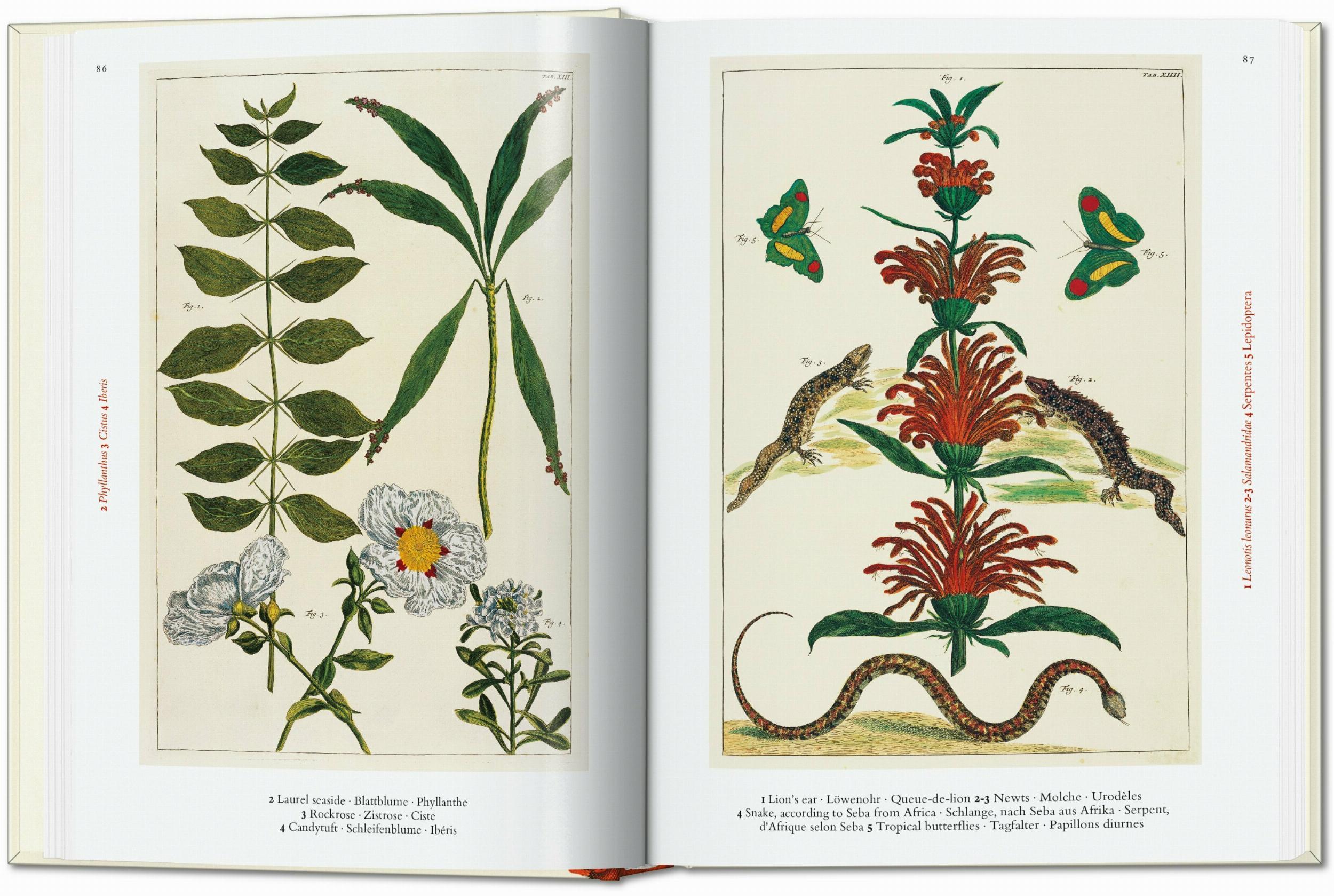 Bild: 9783836587884 | Seba. Cabinet of Natural Curiosities. 40th Ed. | Albertus Seba | Buch