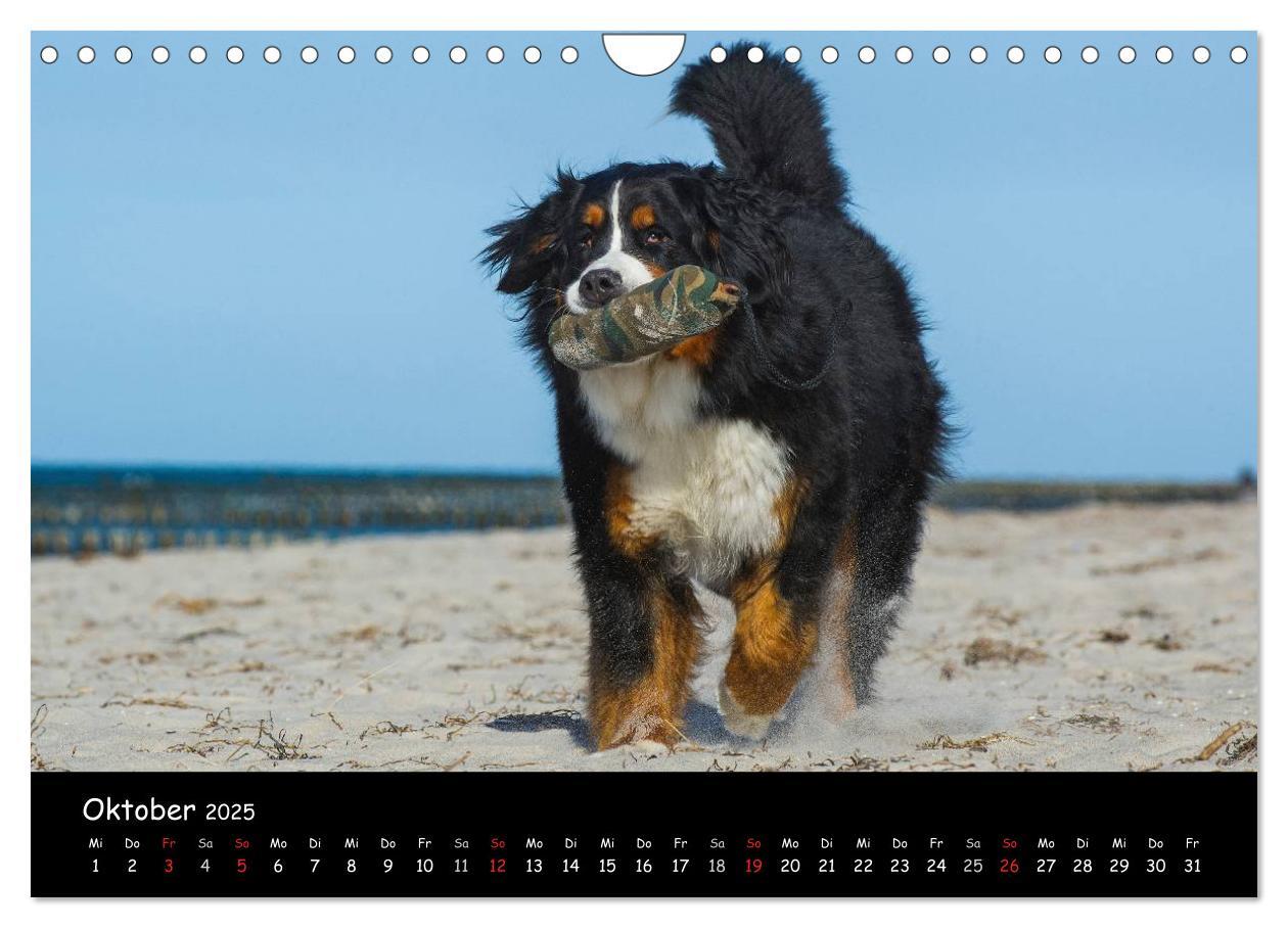 Bild: 9783435770861 | Berner Sennenhund 2025 (Wandkalender 2025 DIN A4 quer), CALVENDO...