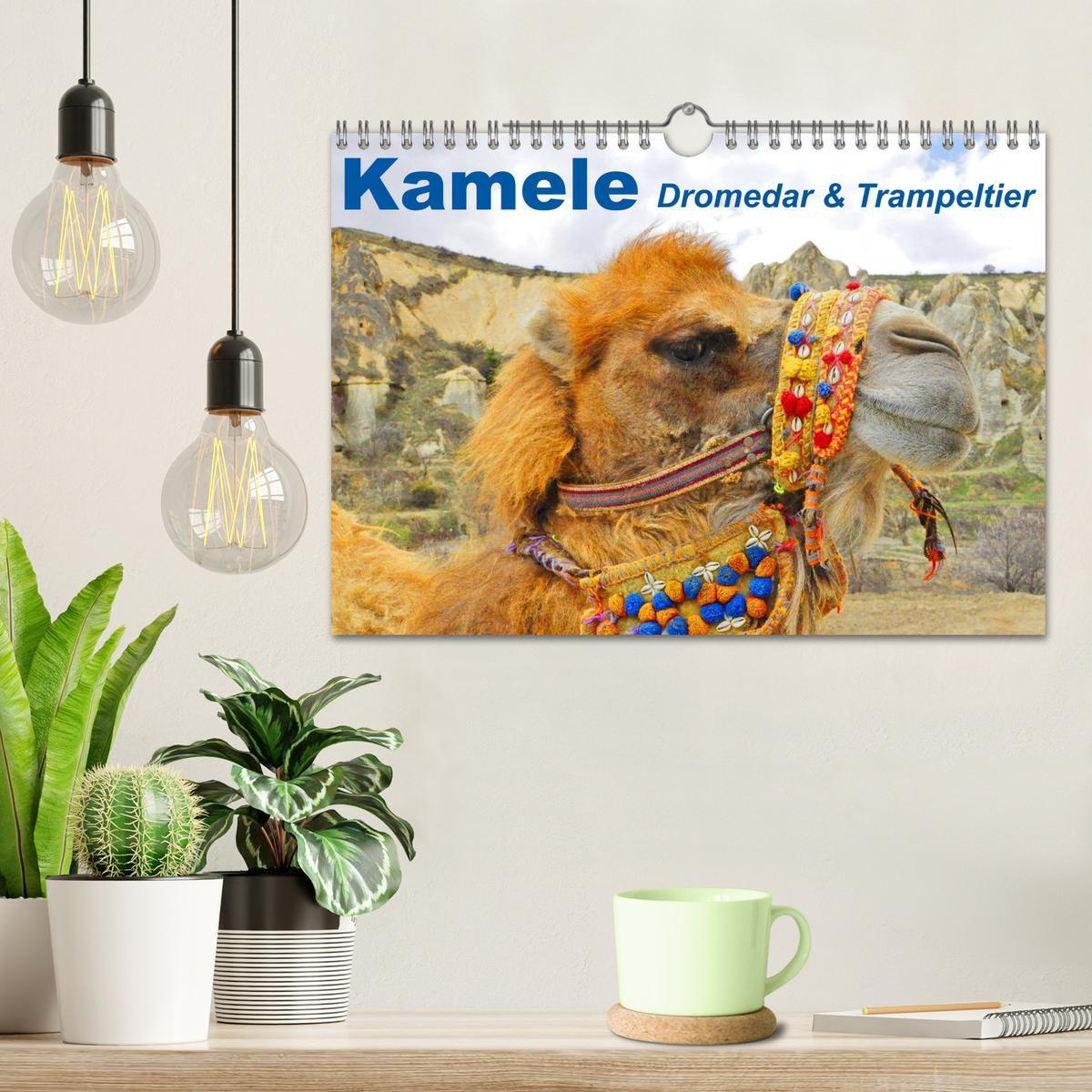 Bild: 9783435739813 | Kamele ¿ Dromedar &amp; Trampeltier (Wandkalender 2025 DIN A4 quer),...