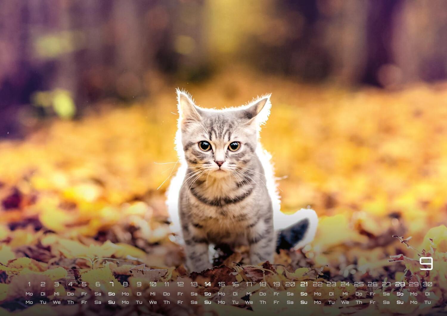 Bild: 9783986733872 | Miau Kids - kleine Tiger ganz groß - Der Katzenkalender - 2025 -...