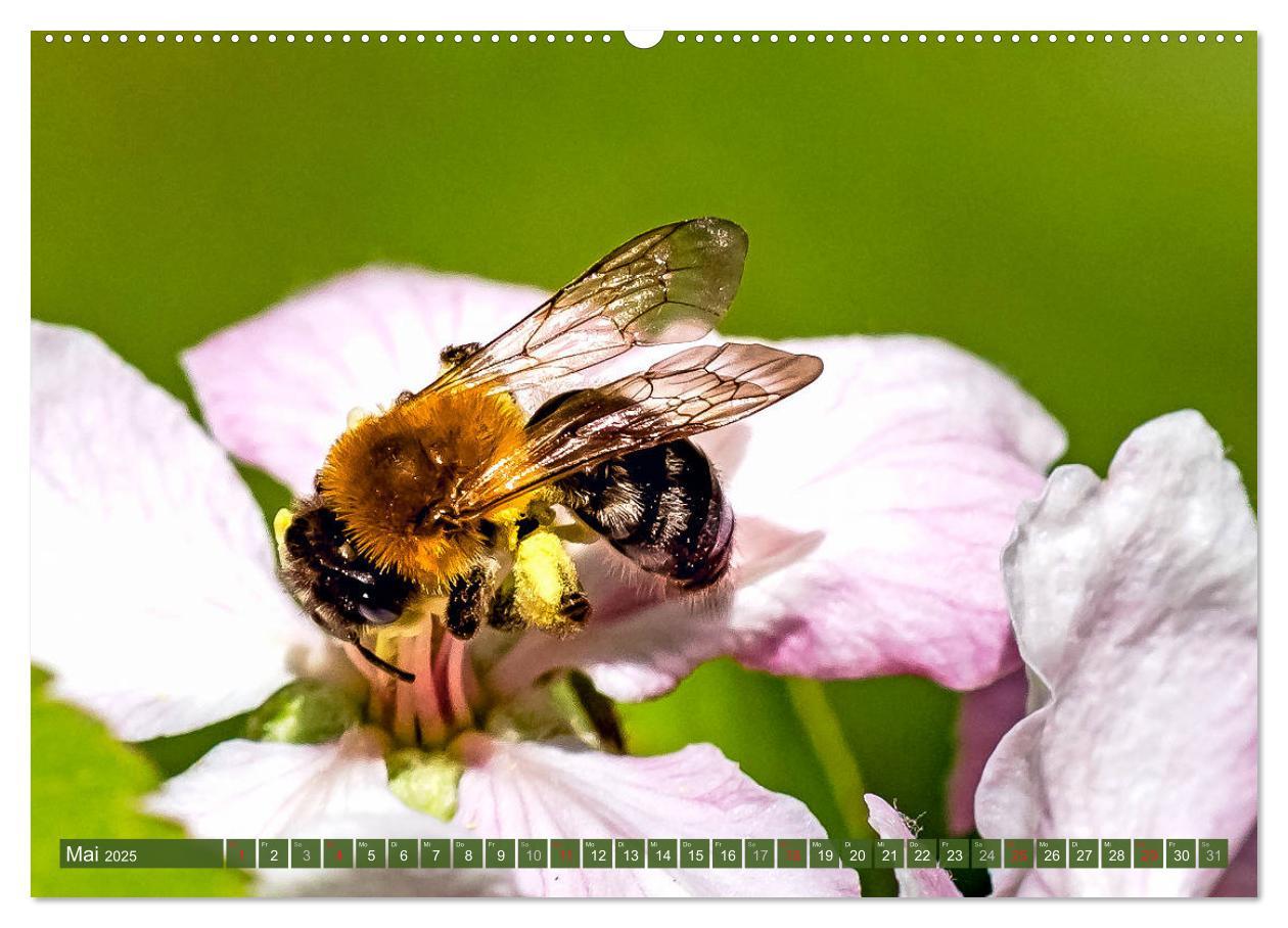 Bild: 9783435241569 | BIENEN - Kleine Nützlinge ganz groß (Wandkalender 2025 DIN A2...