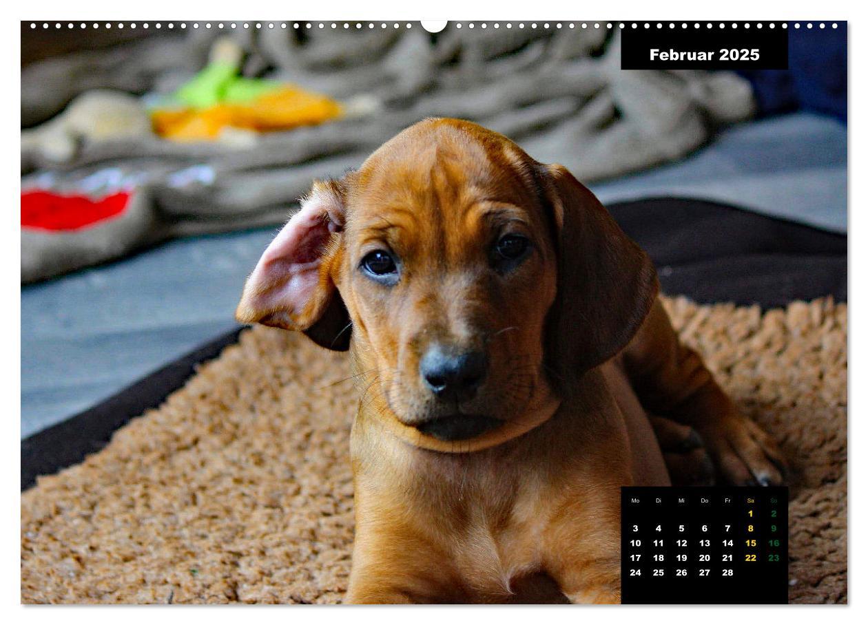 Bild: 9783383939075 | Rhodesian Ridgeback, Charmante Herzensbrecher (Wandkalender 2025...