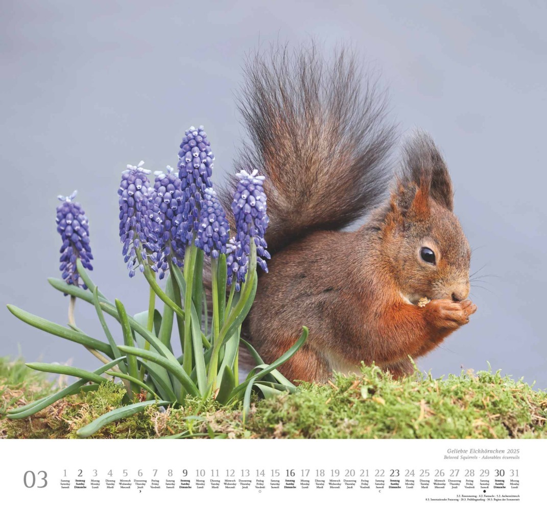 Bild: 4250809652696 | DUMONT - Geliebte Eichhörnchen 2025 Wandkalender, 38x35,5cm,...