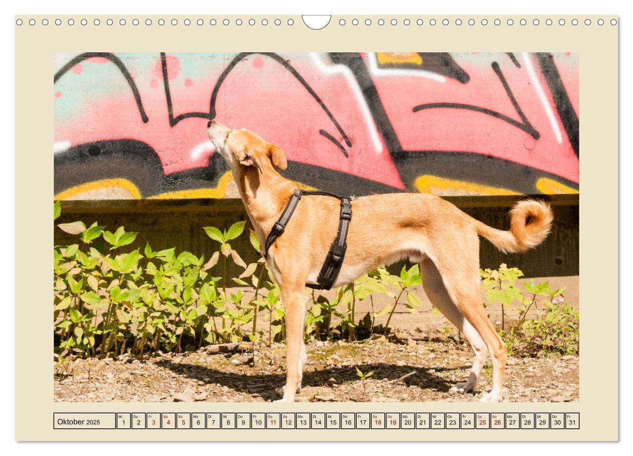 Bild: 9783383841927 | Mit dem Windhund unterwegs im zauberhaften Bergischen Land...