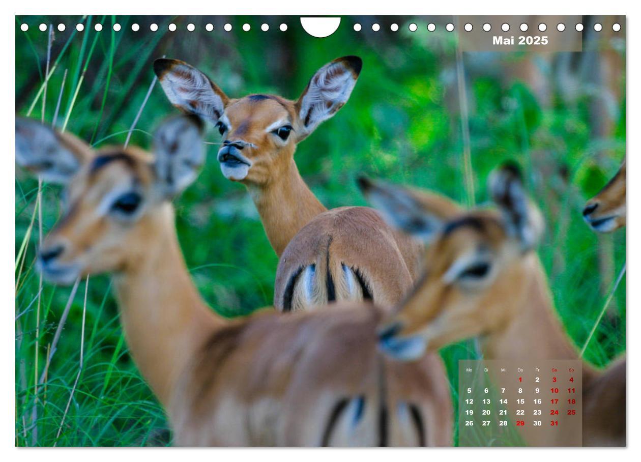 Bild: 9783435176182 | Faszinierende Tierwelt des Kruger National Parks (Wandkalender 2025...