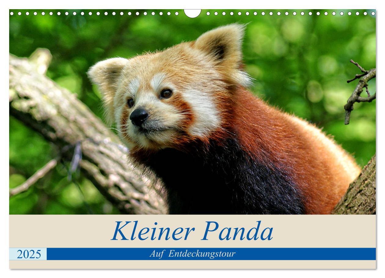 Cover: 9783435357192 | Kleiner Panda auf Entdeckungstour (Wandkalender 2025 DIN A3 quer),...