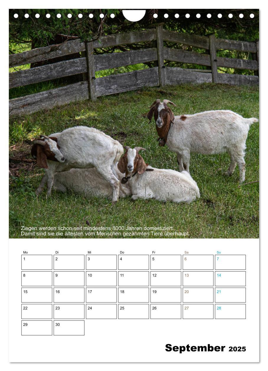 Bild: 9783435943203 | Liebenswerte Landtiere (Wandkalender 2025 DIN A4 hoch), CALVENDO...