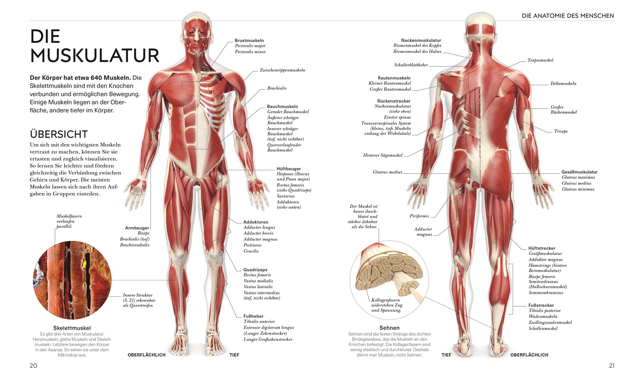 Bild: 9783831050277 | Yoga verstehen - Die Anatomie der Yoga-Haltungen | Ann Swanson | Buch