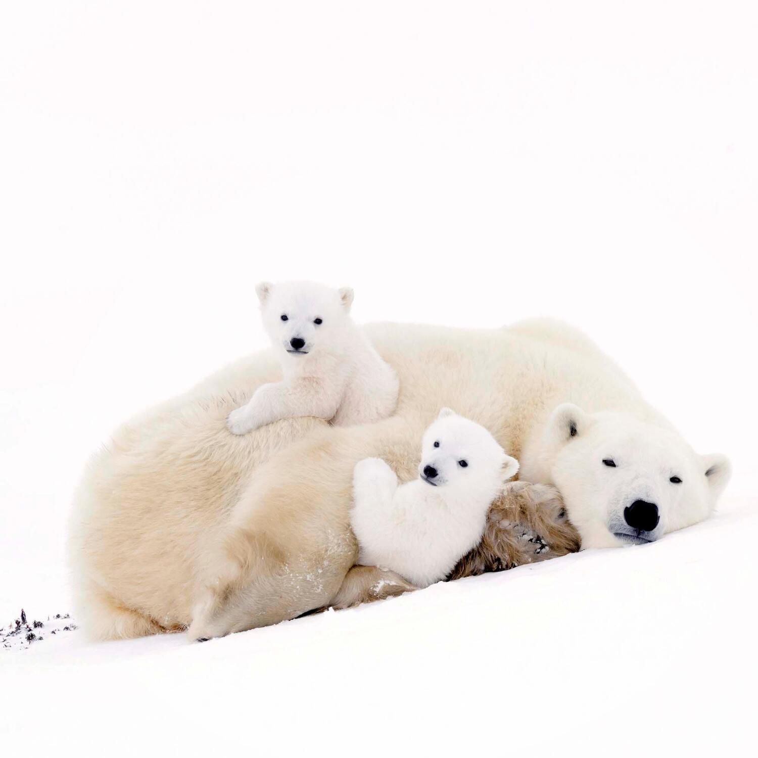 Bild: 9783959294638 | Polar Bears/Eisbärchen 2025 | Kalender 2025 | Kalender | 28 S. | 2025