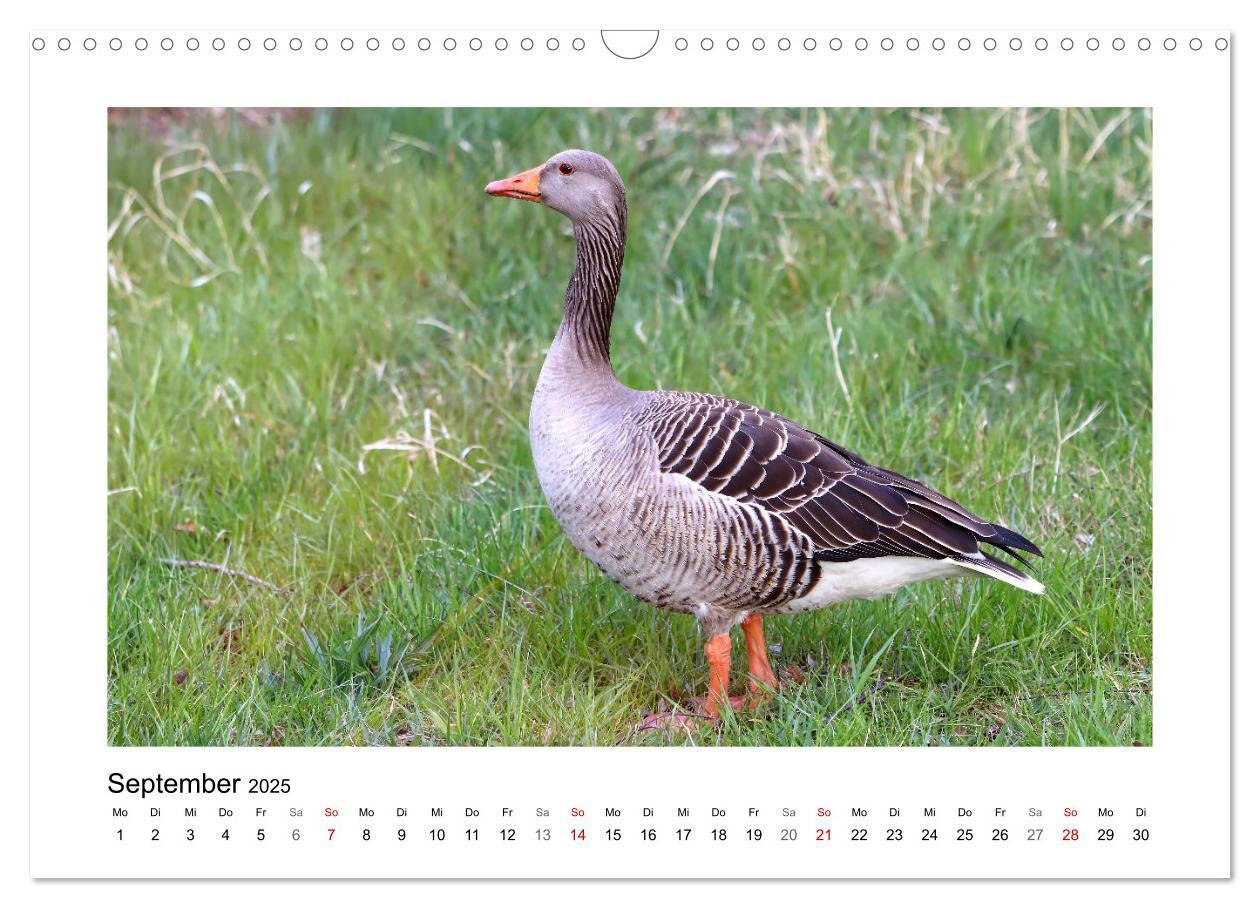 Bild: 9783383977046 | Gänse, geselliges Federvieh (Wandkalender 2025 DIN A3 quer),...