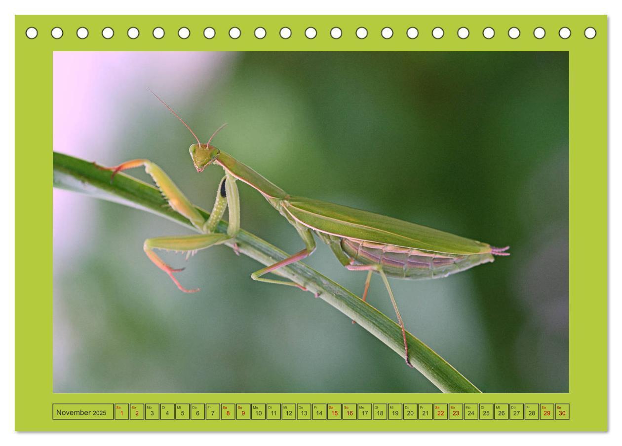 Bild: 9783435149483 | Die Gottesanbeterin Mantis Religiosa (Tischkalender 2025 DIN A5...