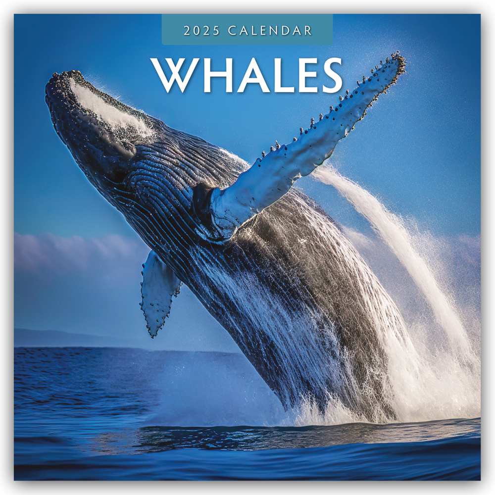 Cover: 9781804424131 | Whales - Wale 2025 - 16-Monatskalender | Red Robin Publishing Ltd