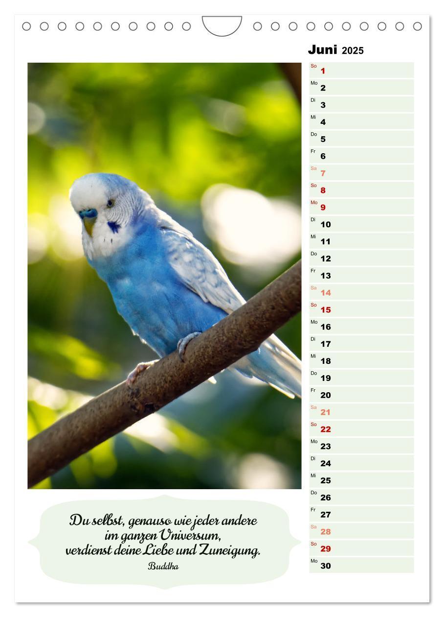 Bild: 9783435891009 | Niedliche Wellensittiche (Wandkalender 2025 DIN A4 hoch), CALVENDO...