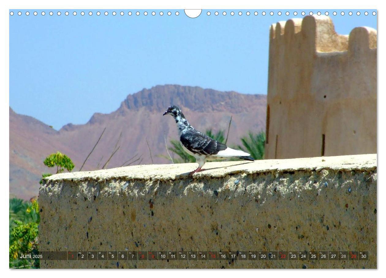 Bild: 9783435702077 | Oman - Eine Bilder-Reise (Wandkalender 2025 DIN A3 quer), CALVENDO...