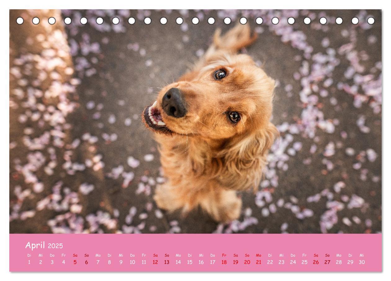 Bild: 9783383951633 | Englischer Cocker Spaniel (Tischkalender 2025 DIN A5 quer),...