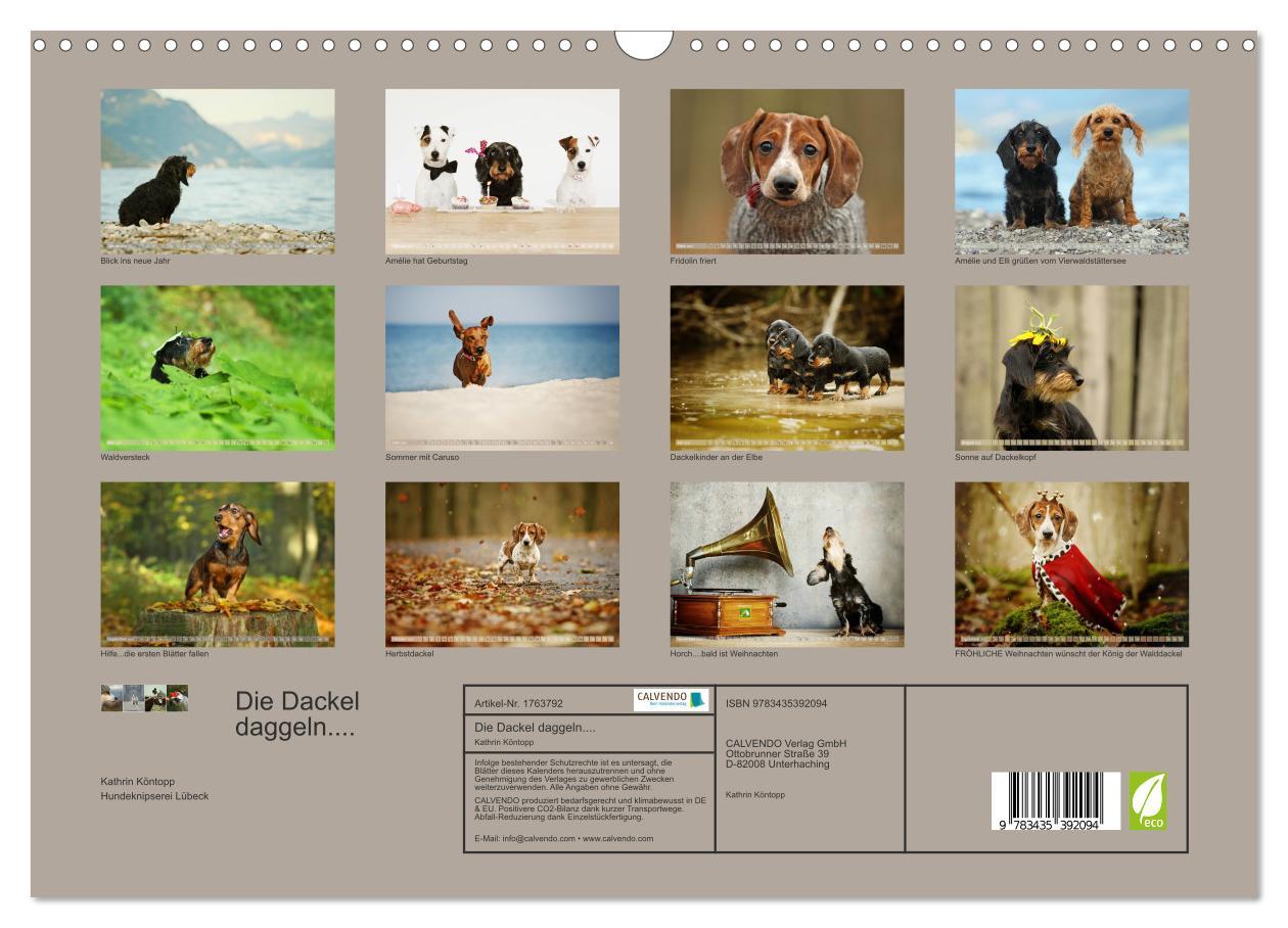 Bild: 9783435392094 | Die Dackel daggeln.... (Wandkalender 2025 DIN A3 quer), CALVENDO...