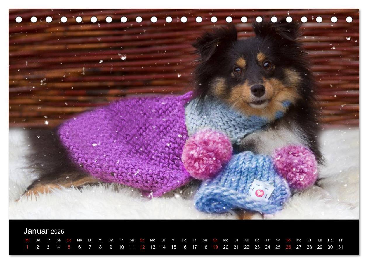 Bild: 9783435598021 | Wir lieben Shelties (Tischkalender 2025 DIN A5 quer), CALVENDO...