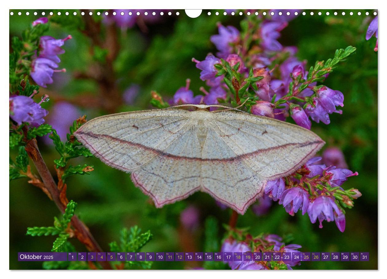 Bild: 9783383973659 | Schmetterlinge - von Blüte zu Blüte - (Wandkalender 2025 DIN A3...