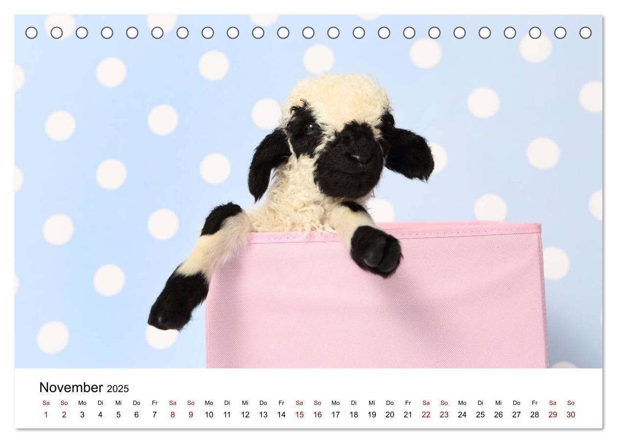 Bild: 9783435326068 | Walliser Schwarznasenschaf Valais Blacknose Sheep (Tischkalender...