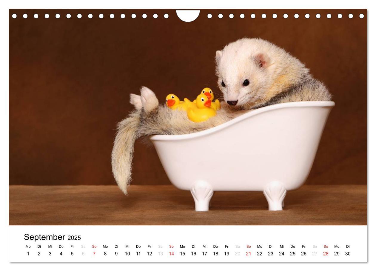 Bild: 9783435840083 | Frettchen - Ferrets (Wandkalender 2025 DIN A4 quer), CALVENDO...