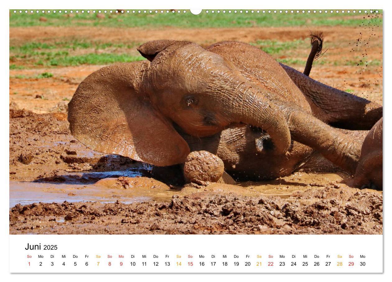 Bild: 9783435228355 | ADDO ELEPHANT NATIONAL PARK Elefanten Babies (Wandkalender 2025 DIN...