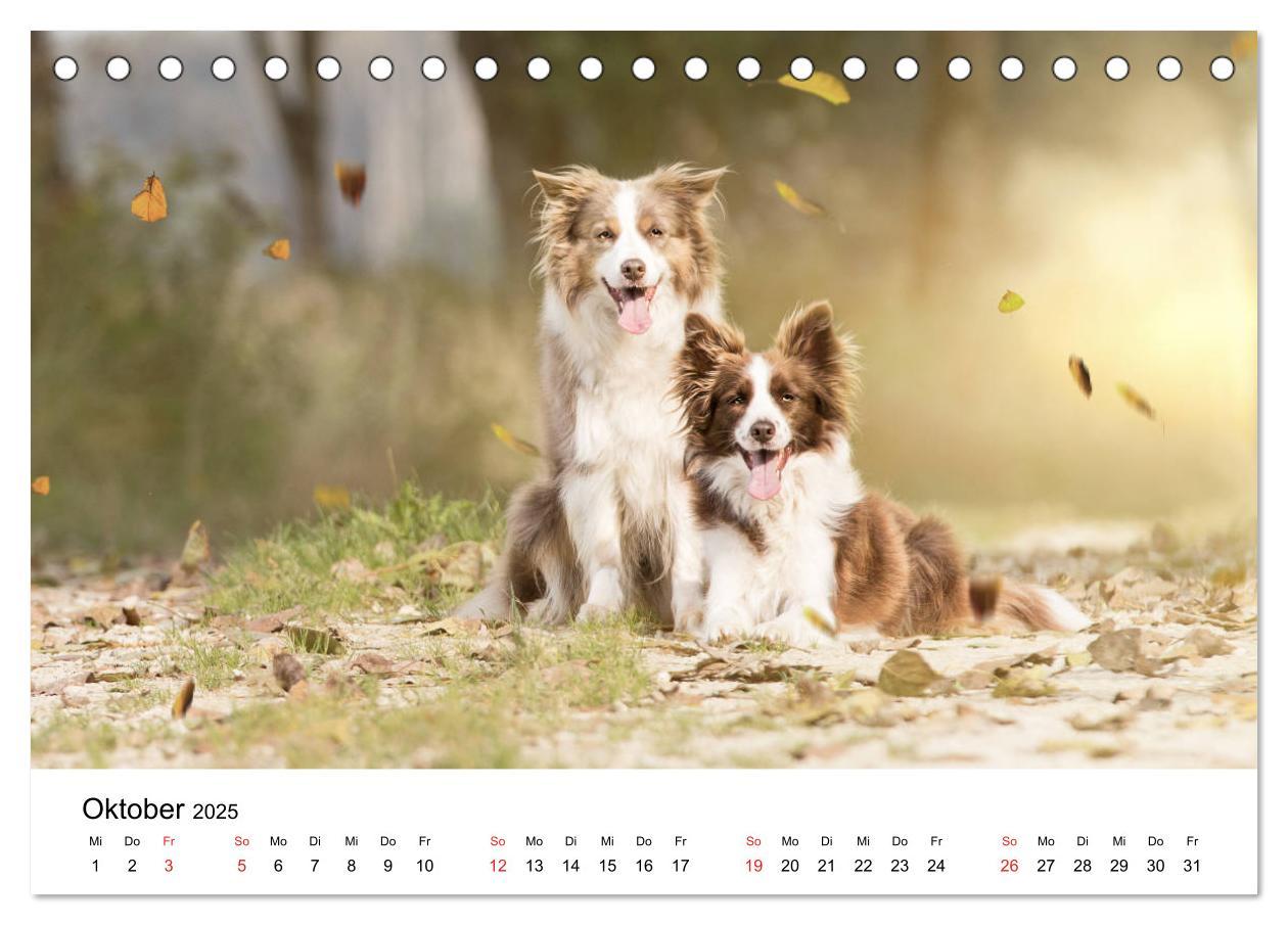 Bild: 9783435190539 | Border Collie - Bunt und clever! (Tischkalender 2025 DIN A5 quer),...