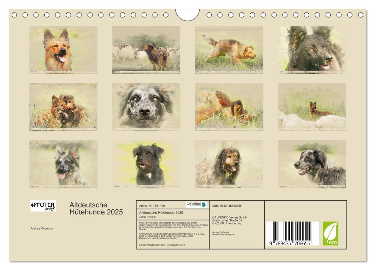 Bild: 9783435706655 | Altdeutsche Hütehunde 2025 (Wandkalender 2025 DIN A4 quer),...