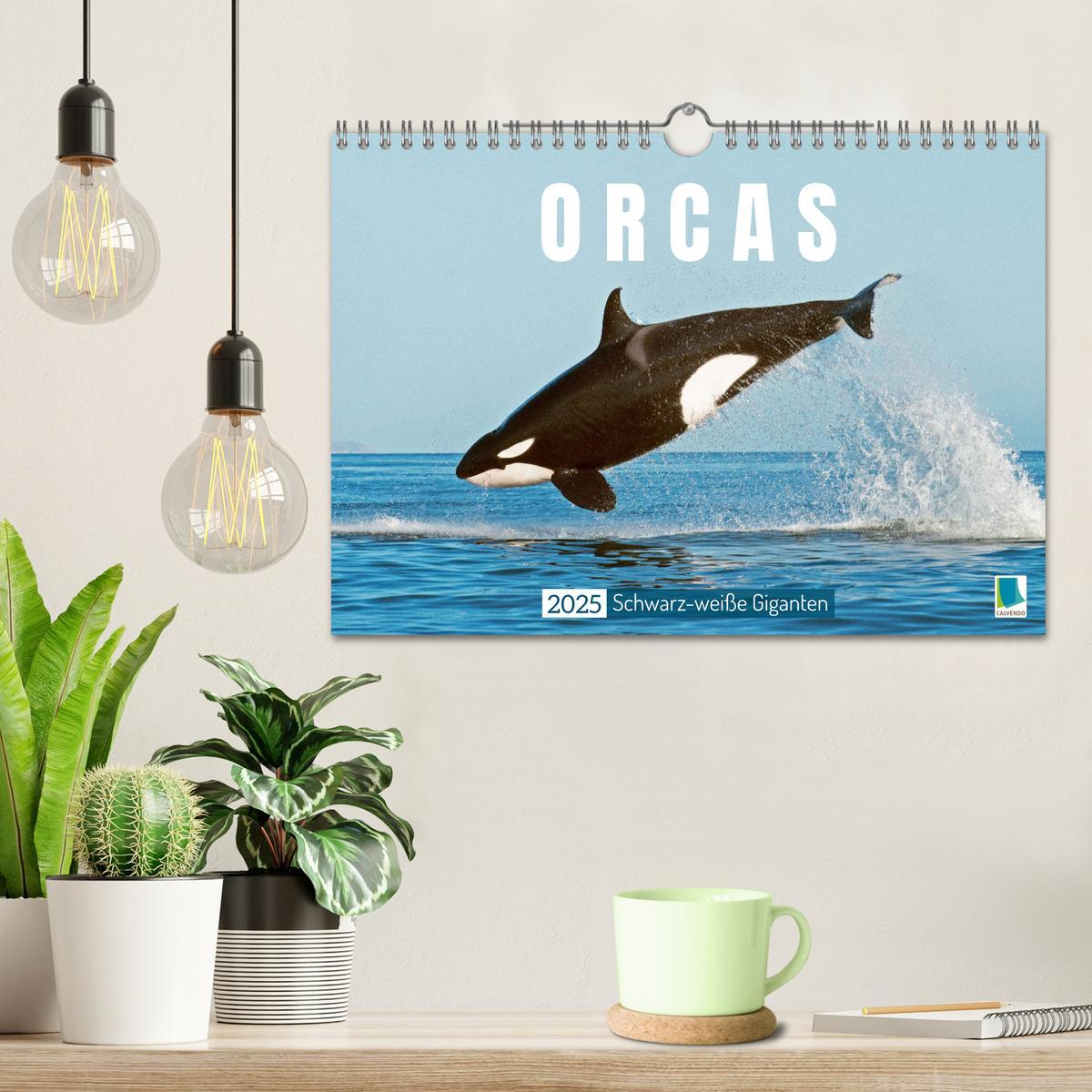 Bild: 9783383846755 | Orcas: Schwarz-weiße Giganten (Wandkalender 2025 DIN A4 quer),...