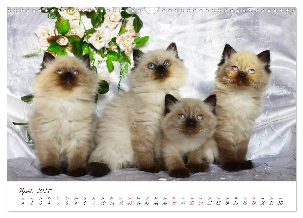 Bild: 9783435606207 | Katzenparade (Wandkalender 2025 DIN A3 quer), CALVENDO Monatskalender