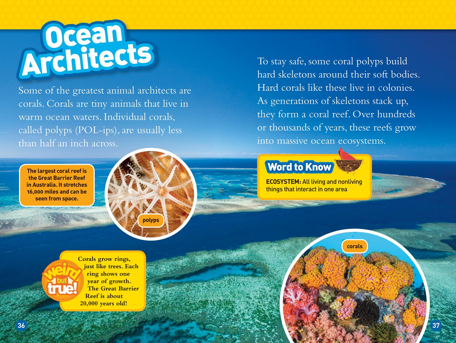 Bild: 9781426333279 | Animal Architects (National Geographic Kids Readers, Level 3) | Romero