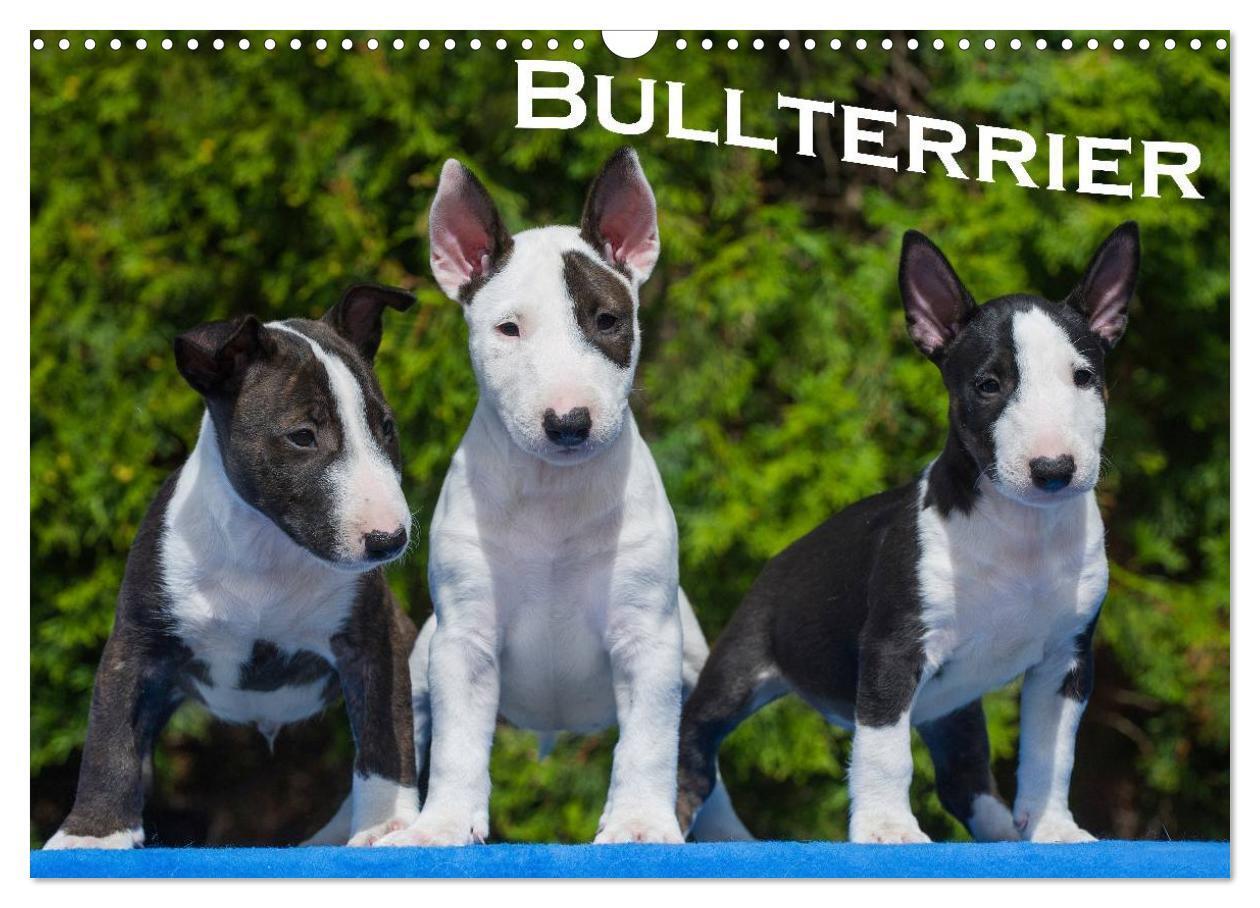 Cover: 9783383558627 | Bullterrier (Wandkalender 2024 DIN A3 quer), CALVENDO Monatskalender