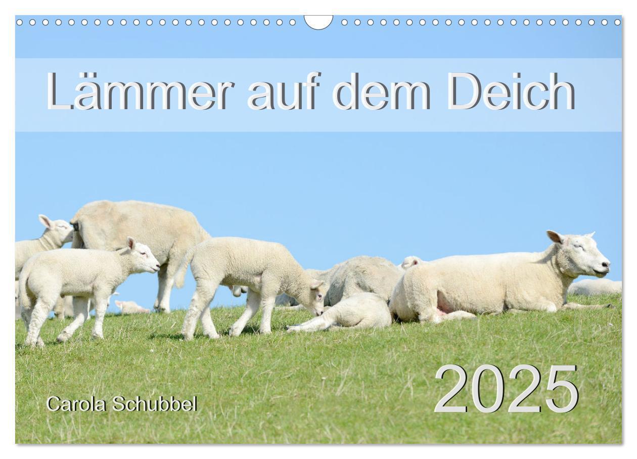 Cover: 9783435052370 | Lämmer auf dem Deich (Wandkalender 2025 DIN A3 quer), CALVENDO...