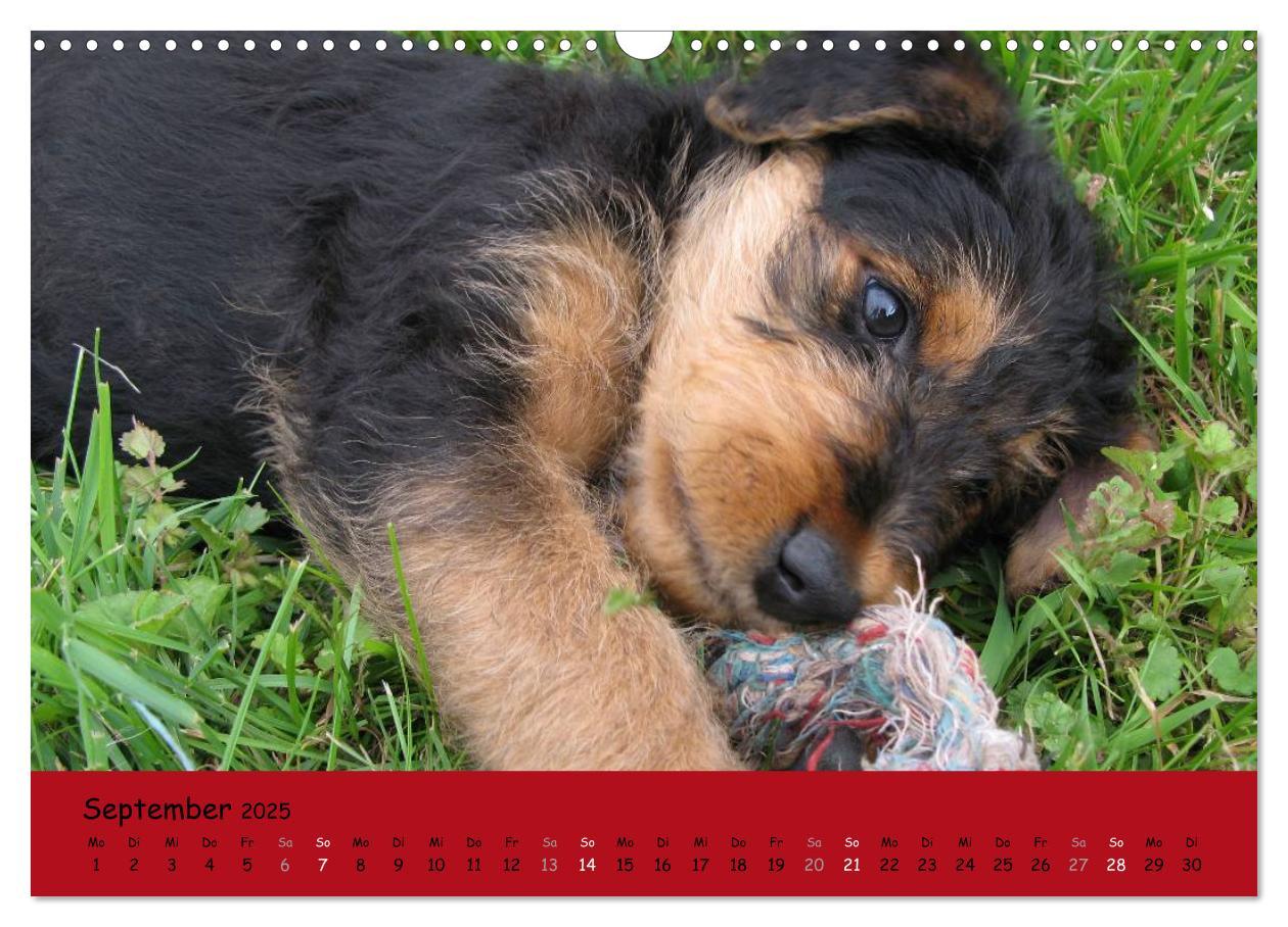 Bild: 9783435665488 | Airedale Terrier (Wandkalender 2025 DIN A3 quer), CALVENDO...