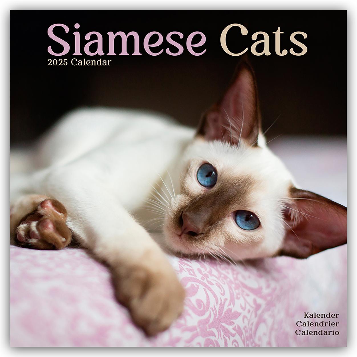 Cover: 9781804604267 | Siamese Cats - Siam-Katzen 2025 - 16-Monatskalender | Ltd | Kalender