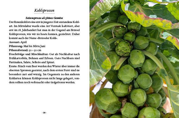 Bild: 9783710402425 | Das kleine Buch: Wintergemüse | Vitamine ernten bei Schnee & Frost